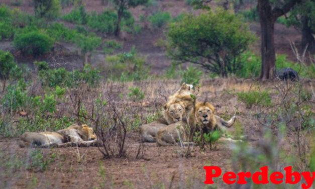 SANParks celebrates our natural heritage