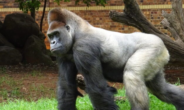 Makokou the gorilla’s historic surgery shared in new documentary