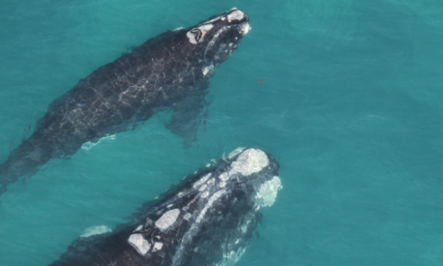 UP Whale Institute researcher organises open statement against marine life extinction