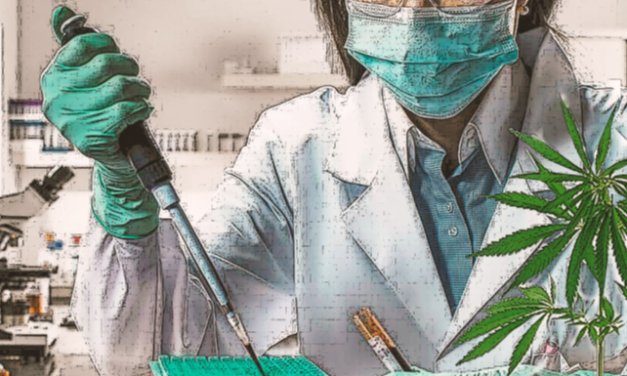 Cannabis Research at UP