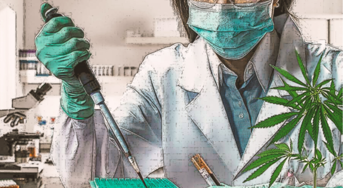 Cannabis Research at UP