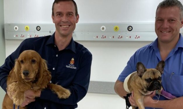 UP vets save lives of two dogs using ground breaking technique